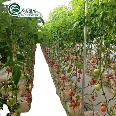 필름 덮기 채소 과일 및 꽃의 단일 계층 재배를위한 온실