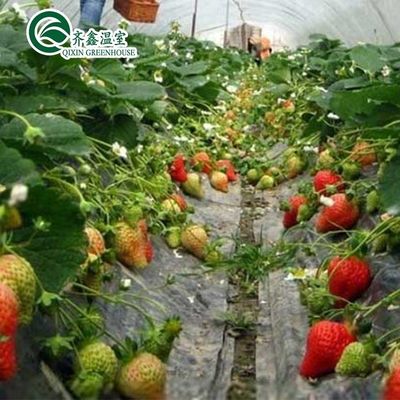 필름 커버 온실용 듀플 레이어 수식 키트 시스템