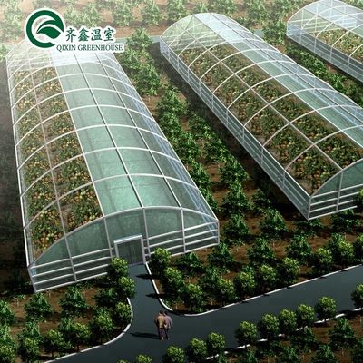 단일 스프렌 온실 냉각 관개 환기 및 더 많은 Hydroponic 공급