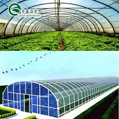 단일 스프렌 온실 냉각 관개 환기 및 더 많은 Hydroponic 공급