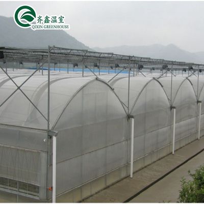 큰 철강 온실 구조 150/200마이크로 PE 필름 덮개와 함께 쉐드 디자인