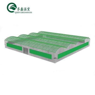 큰 철강 온실 구조 150/200마이크로 PE 필름 덮개와 함께 쉐드 디자인