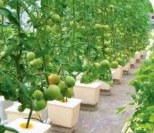 야채 과수 과 꽃 의 최대 성장 을 위한 대형 수식 펌프